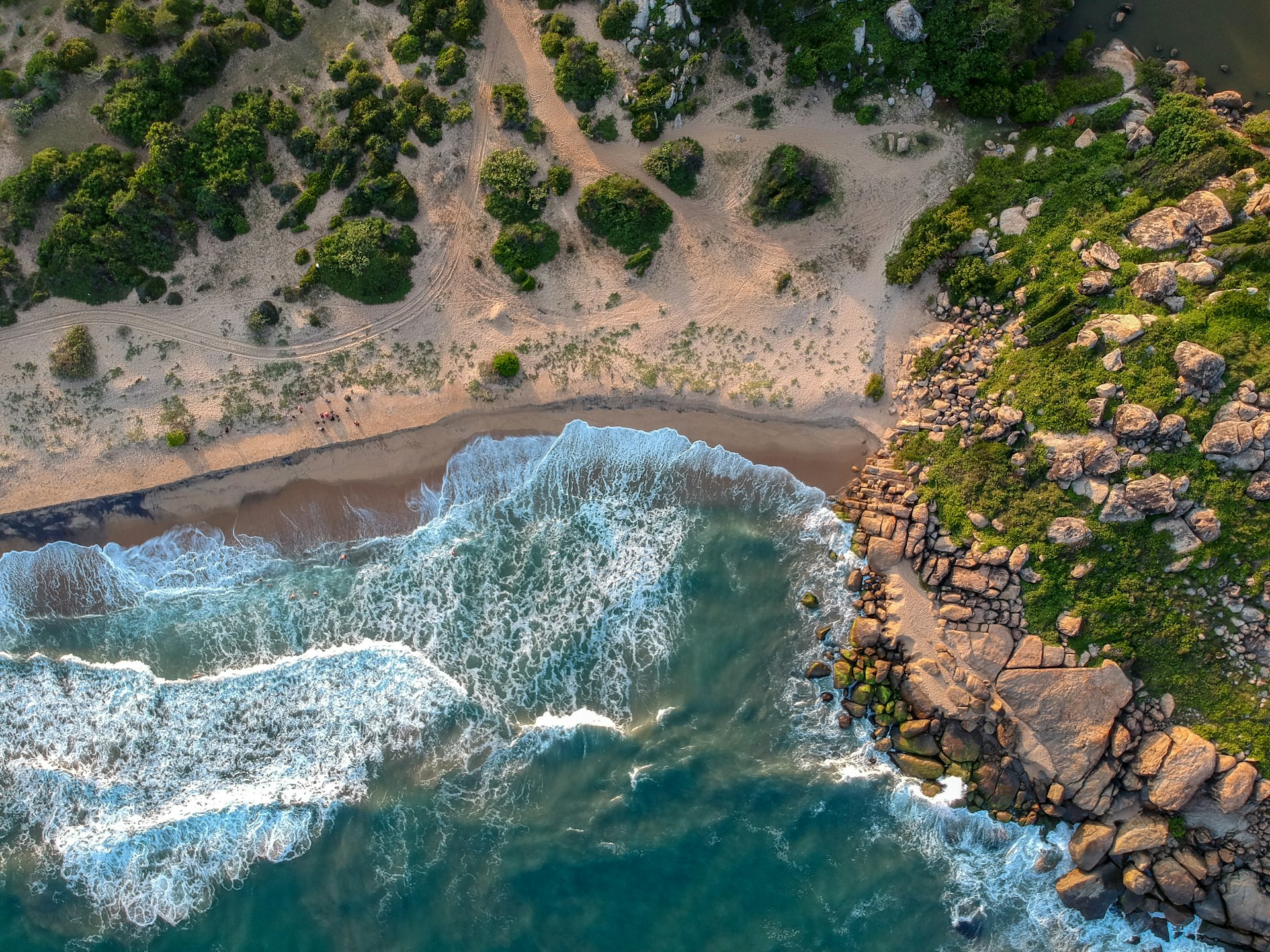 aerial view of trees and ocean